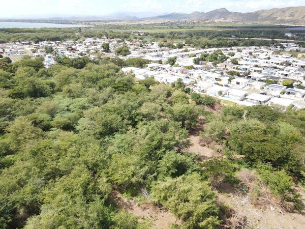 Comunidades de Salinas impugnan permiso del DRNA para destruir árboles