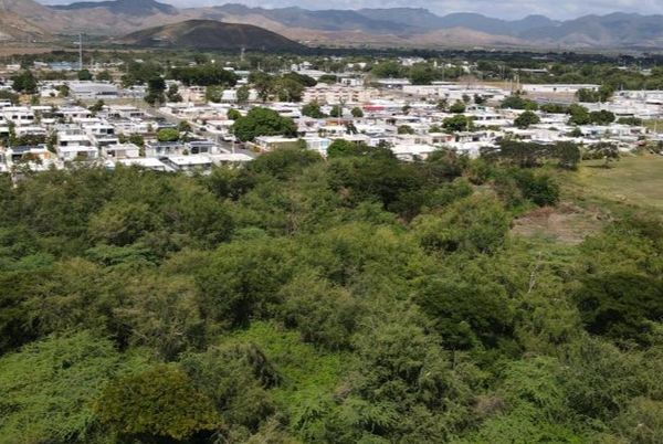 DRNA evaluará impugnación comunitaria a permiso para destruir bosque en Salinas