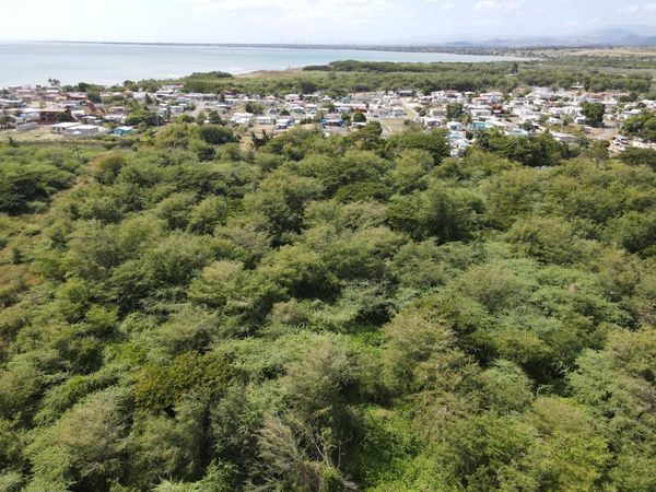 DRNA anula permiso otorgado para talar árboles en un bosque de Salinas